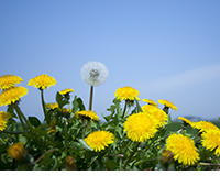 symbol_flower.png